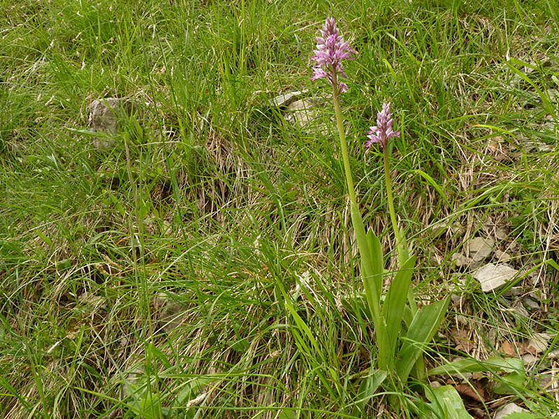 Orchis militaris